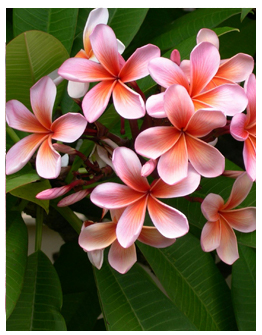 Zhejiang Xianglan Cosmetics Co., Ltd.